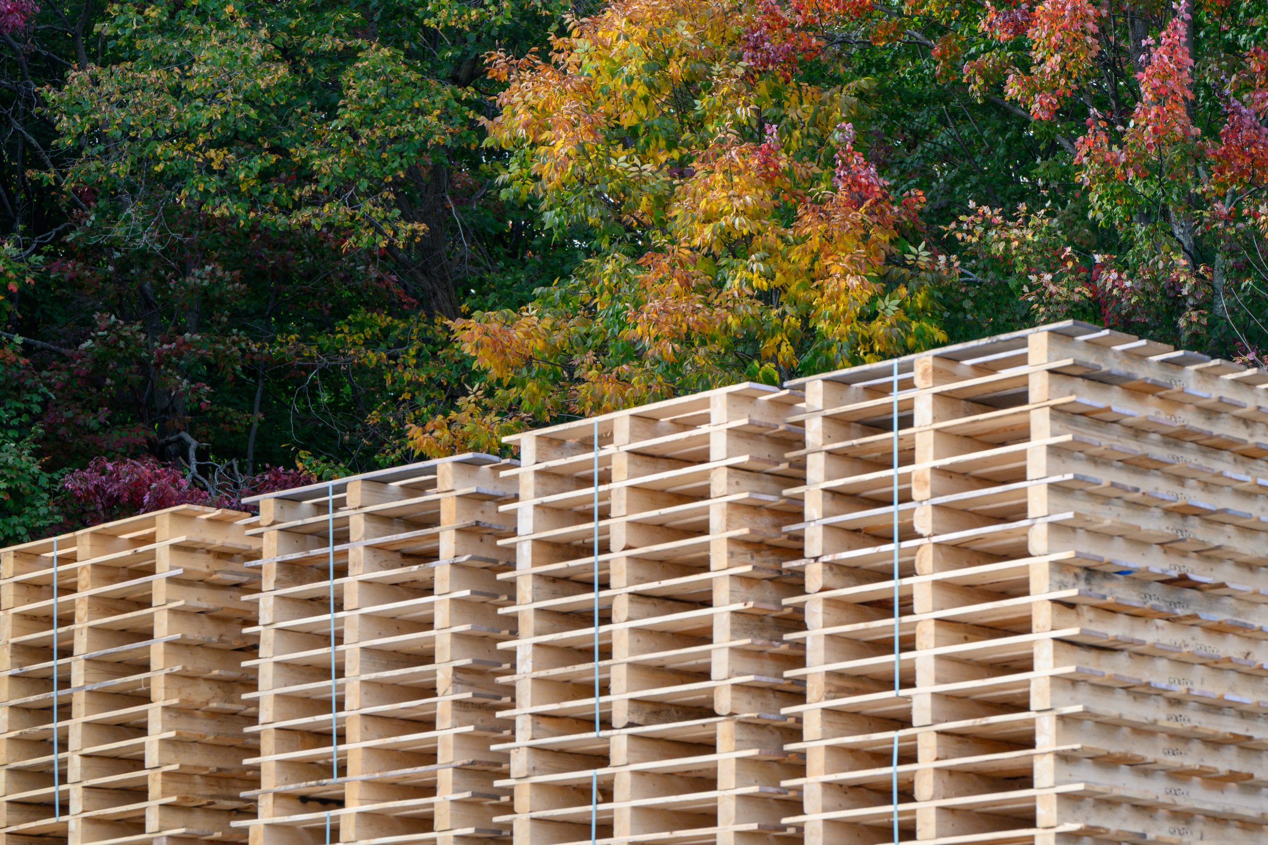 Palettes en bois empilées devant des arbres d’automne.